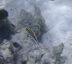 Scolopsis bilineata