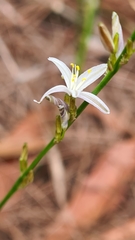 Caesia parviflora parviflora