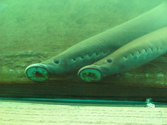 Pacific Lamprey photo 1