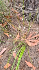 Caesia parviflora parviflora