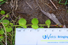 Gonocarpus micranthus micranthus