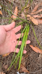 Caesia parviflora parviflora