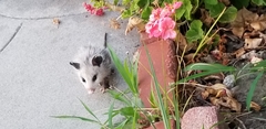 Didelphis virginiana
