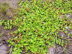 Gonocarpus micranthus micranthus