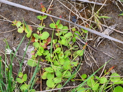 Gonocarpus micranthus micranthus