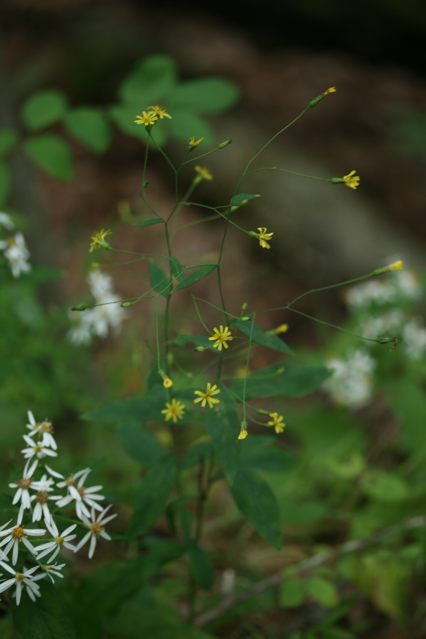 Hieracium paniculatum