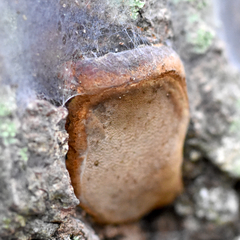 Phellinus grenadensis