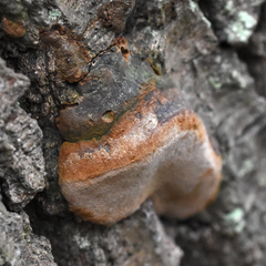 Phellinus grenadensis