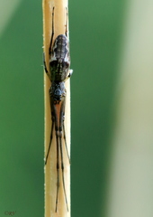 Tetragnatha nigrita