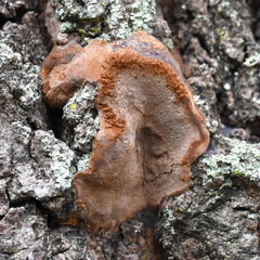 Phellinus grenadensis
