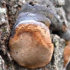 Phellinus grenadensis