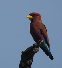 Eurystomus glaucurus suahelicus