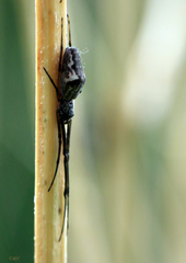 Tetragnatha nigrita