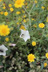 Calystegia purpurata