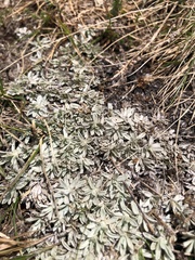 Argyrotegium nitidulum