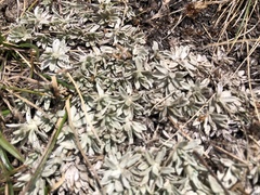 Argyrotegium nitidulum