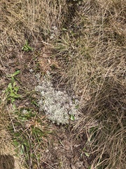 Argyrotegium nitidulum