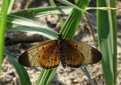 Acraea caldarena