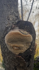 Phellinus igniarius