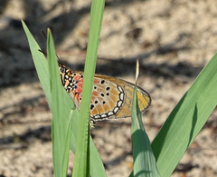 Acraea caldarena