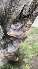 Phellinus igniarius