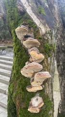 Phellinus igniarius