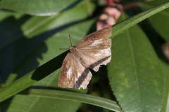 Curetis acuta