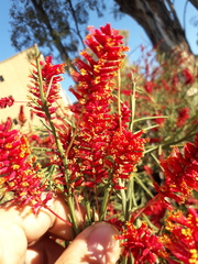Prosopis humilis
