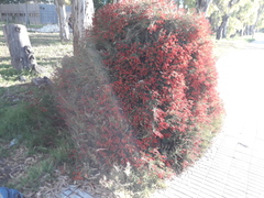 Prosopis humilis