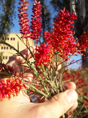 Prosopis humilis