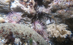 Aulactinia incubans