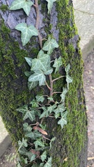 Hedera helix