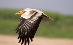 Neophron percnopterus