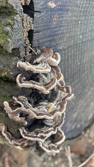 Auricularia mesenterica