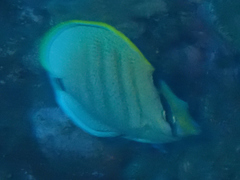 Chaetodon multicinctus