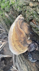 Phellinus igniarius