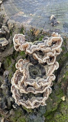 Auricularia mesenterica
