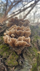 Auricularia mesenterica