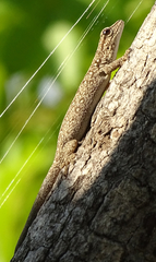 Lygodactylus chobiensis