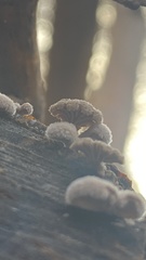 Schizophyllum commune
