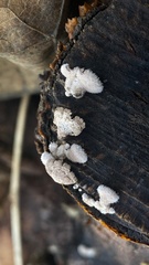 Schizophyllum commune