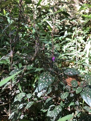 Hypoestes phyllostachya