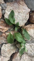 Stachys cretica