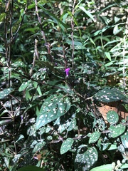 Hypoestes phyllostachya