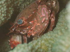 Goniosupradens hawaiensis