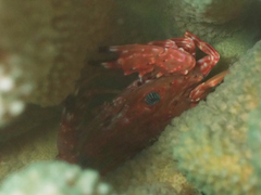 Goniosupradens hawaiensis