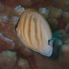 Chaetodon multicinctus