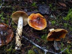 Cortinarius seidliae