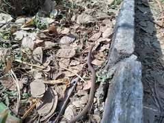 Platyceps plinii