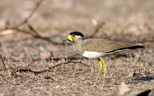 Yellow-wattled Lapwing